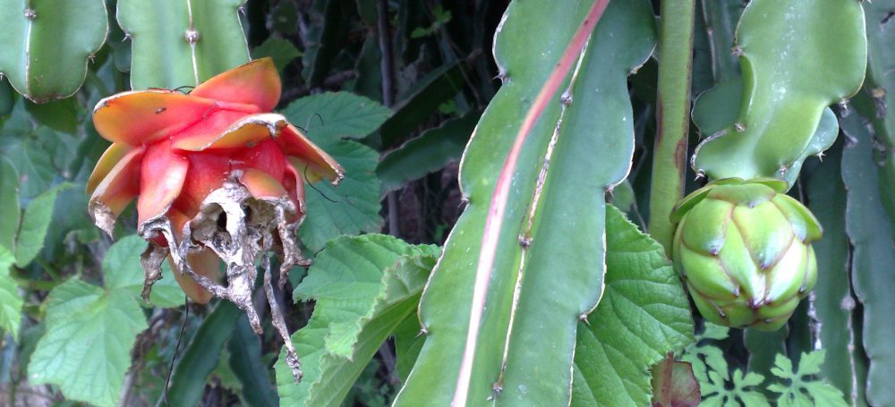 Cacto Grandiflorus (Flor-da-noite) – Cura Pelas Plantas