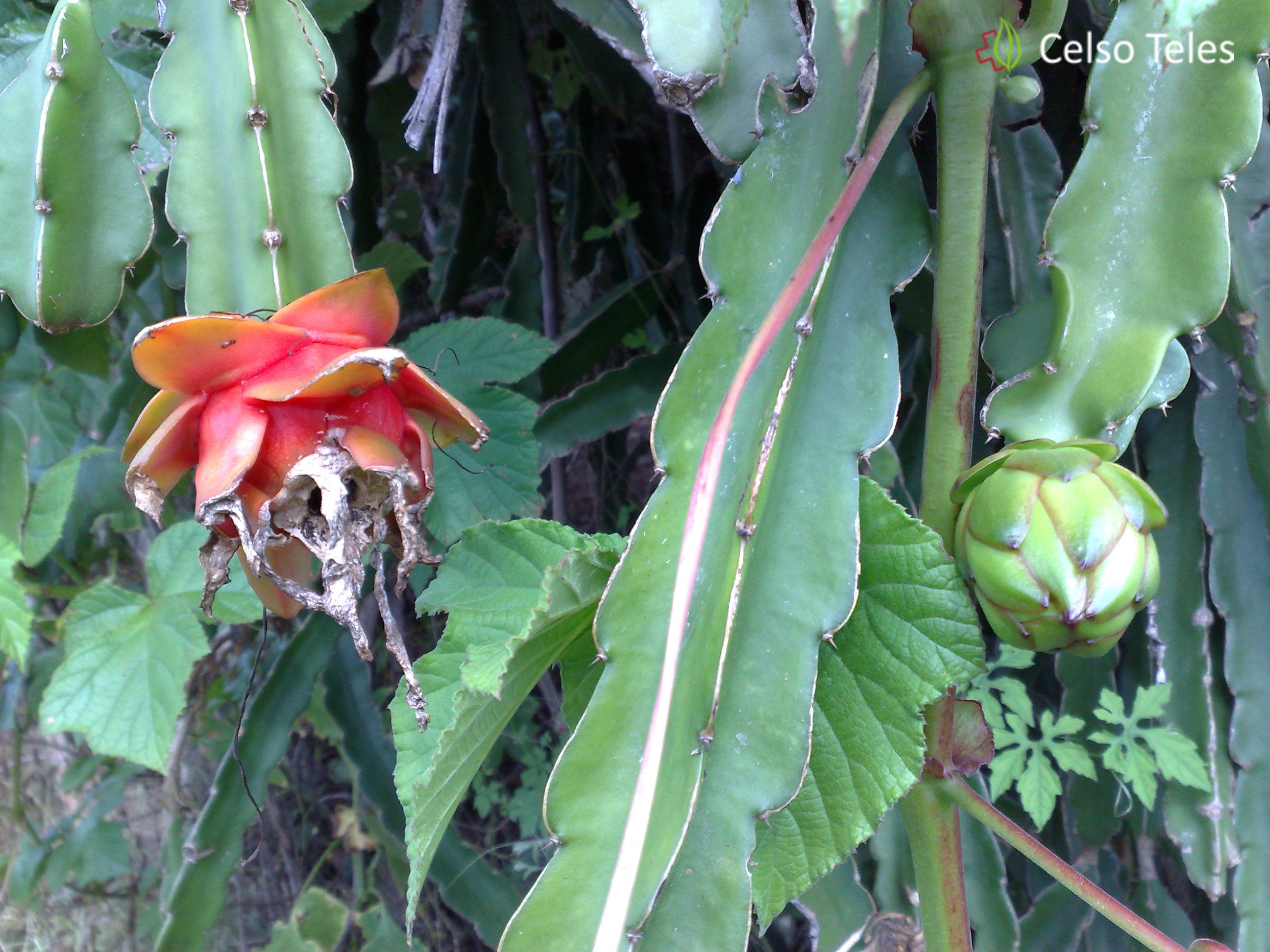 Cacto Grandiflorus (Flor-da-noite) – Cura Pelas Plantas